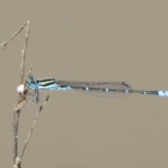 Austroagrion watsoni (Eastern Billabongfly) at Illilanga & Baroona - 1 Mar 2020 by Illilanga