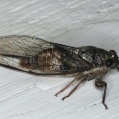 Yoyetta celis (Silver Princess Cicada) at Ainslie, ACT - 9 Dec 2019 by jbromilow50