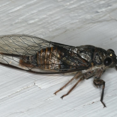 Yoyetta celis (Silver Princess Cicada) at Ainslie, ACT - 9 Dec 2019 by jbromilow50