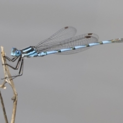 Austrolestes annulosus (Blue Ringtail) at Michelago, NSW - 1 Mar 2020 by Illilanga