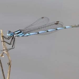 Austrolestes annulosus at Michelago, NSW - 1 Mar 2020 11:29 AM