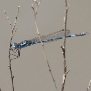 Austrolestes annulosus at Michelago, NSW - 1 Mar 2020 11:29 AM