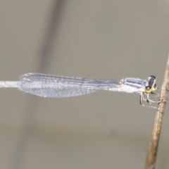 Ischnura heterosticta (Common Bluetail Damselfly) at Illilanga & Baroona - 1 Mar 2020 by Illilanga