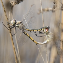 Hemicordulia tau (Tau Emerald) at Michelago, NSW - 1 Mar 2020 by Illilanga