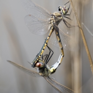 Hemicordulia tau at Michelago, NSW - 1 Mar 2020 10:47 AM