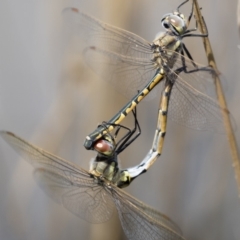 Hemicordulia tau at Michelago, NSW - 1 Mar 2020 10:47 AM