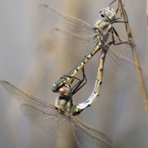 Hemicordulia tau at Michelago, NSW - 1 Mar 2020 10:47 AM