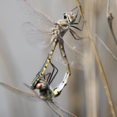 Hemicordulia tau at Michelago, NSW - 1 Mar 2020 10:47 AM