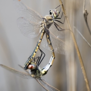 Hemicordulia tau at Michelago, NSW - 1 Mar 2020 10:47 AM