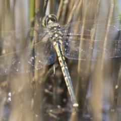 Hemicordulia tau at Michelago, NSW - 1 Mar 2020 10:47 AM