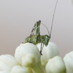 Caedicia simplex (Common Garden Katydid) at Illilanga & Baroona - 29 Oct 2019 by Illilanga