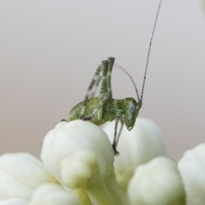 Caedicia simplex at Michelago, NSW - 29 Oct 2019 05:41 PM