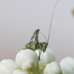 Caedicia simplex at Michelago, NSW - 29 Oct 2019 05:41 PM