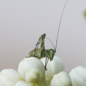 Caedicia simplex at Michelago, NSW - 29 Oct 2019