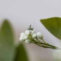 Caedicia simplex at Michelago, NSW - 29 Oct 2019 05:41 PM