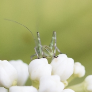 Caedicia simplex at Michelago, NSW - 29 Oct 2019 05:41 PM