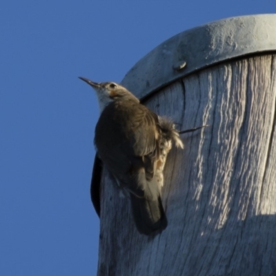 Cormobates leucophaea (White-throated Treecreeper) at Michelago, NSW - 22 Feb 2015 by Illilanga