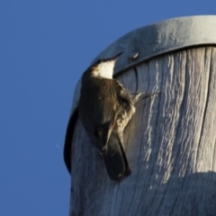 Cormobates leucophaea at Michelago, NSW - 22 Feb 2015 06:12 PM