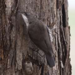 Cormobates leucophaea (White-throated Treecreeper) at Illilanga & Baroona - 20 Feb 2012 by Illilanga