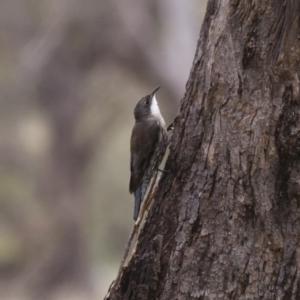 Cormobates leucophaea at Michelago, NSW - 20 Feb 2012