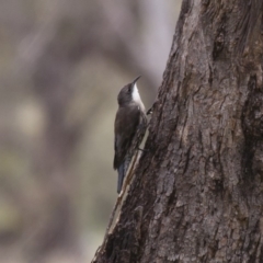 Cormobates leucophaea at Michelago, NSW - 20 Feb 2012