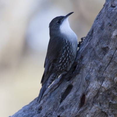 Cormobates leucophaea (White-throated Treecreeper) at Michelago, NSW - 25 Jun 2012 by Illilanga