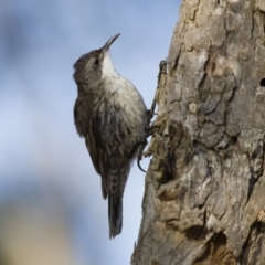 Cormobates leucophaea (White-throated Treecreeper) at Michelago, NSW - 6 Jan 2013 by Illilanga