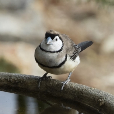 Stizoptera bichenovii (Double-barred Finch) at Illilanga & Baroona - 25 Dec 2019 by Illilanga