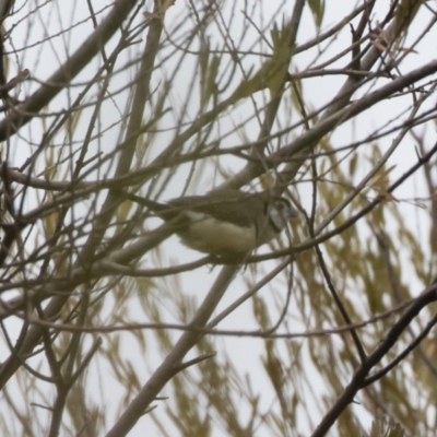 Stizoptera bichenovii (Double-barred Finch) at Illilanga & Baroona - 20 Jan 2020 by Illilanga