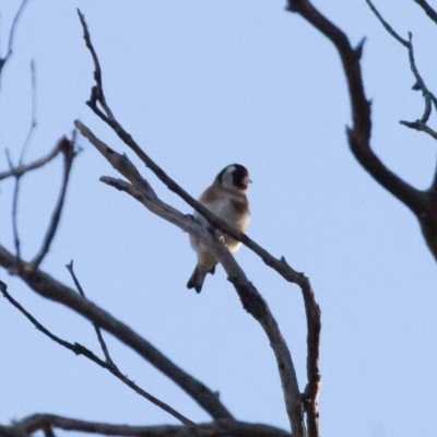 Carduelis carduelis (European Goldfinch) at Illilanga & Baroona - 22 Aug 2011 by Illilanga