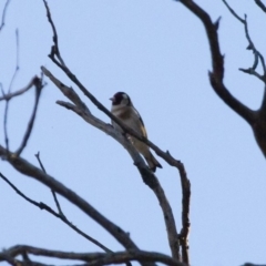 Carduelis carduelis at Michelago, NSW - 22 Aug 2011