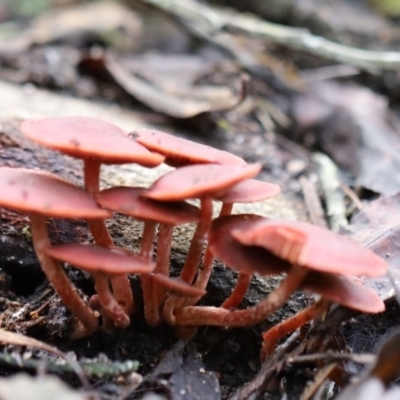 Tubaria rufofulva (Burgundy Wood Tubaria) at Quaama, NSW - 1 May 2020 by FionaG