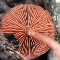 Tubaria rufofulva at Quaama, NSW - 1 May 2020