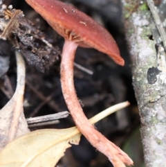 Tubaria rufofulva at Quaama, NSW - 1 May 2020