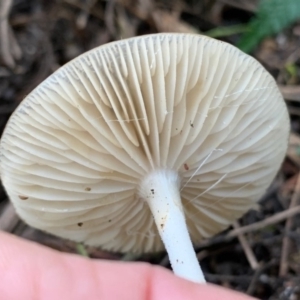 Oudemansiella gigaspora group at Quaama, NSW - 1 May 2020