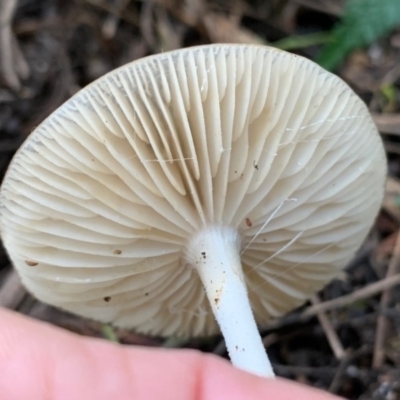 Oudemansiella gigaspora group (Rooting Shank) at Quaama, NSW - 1 May 2020 by FionaG