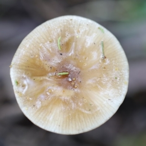 Oudemansiella 'radicata group' at Quaama, NSW - 1 May 2020