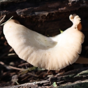 Agarics at Quaama, NSW - 1 May 2020 02:15 PM