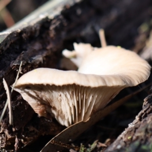 Agarics at Quaama, NSW - 1 May 2020 02:15 PM