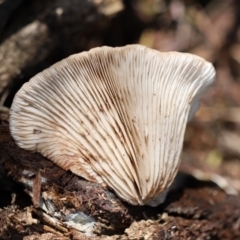 Agarics at Quaama, NSW - 1 May 2020