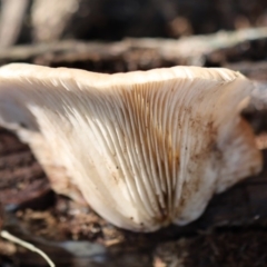 Agarics at Quaama, NSW - 1 May 2020