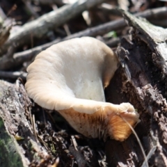 Agarics at Quaama, NSW - 1 May 2020 02:15 PM