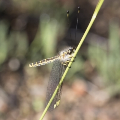 Suhpalacsa flavipes (Yellow Owlfly) at Michelago, NSW - 11 Jan 2019 by Illilanga