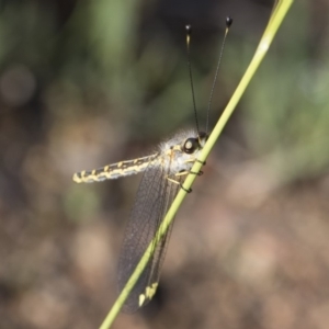 Suhpalacsa flavipes at Michelago, NSW - 12 Jan 2019 08:16 AM