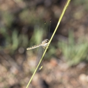 Suhpalacsa flavipes at Michelago, NSW - 12 Jan 2019 08:16 AM