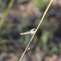 Suhpalacsa flavipes at Michelago, NSW - 12 Jan 2019 08:16 AM