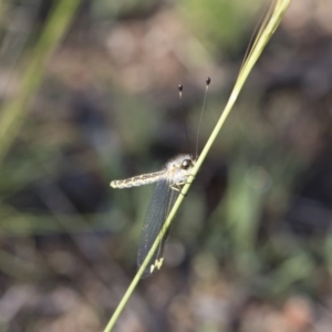 Suhpalacsa flavipes at Michelago, NSW - 12 Jan 2019 08:16 AM