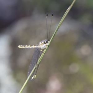 Suhpalacsa flavipes at Michelago, NSW - 12 Jan 2019