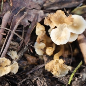 Agarics at Quaama, NSW - 1 May 2020