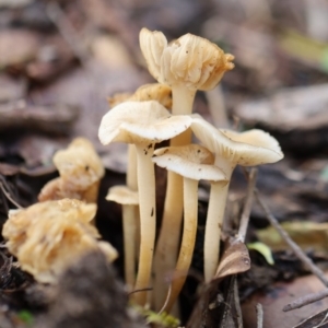 Agarics at Quaama, NSW - 1 May 2020